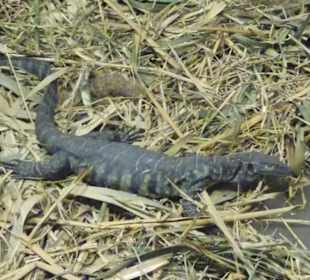 Leguan
