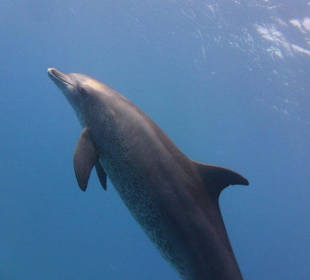 Delfine...