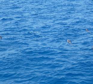 Delphinschwimmen mit Delfine & Meer Hurghada