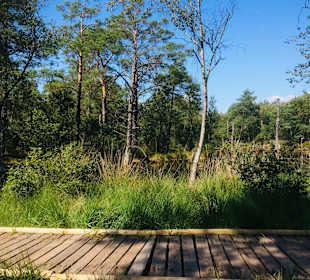 Pietzmoor