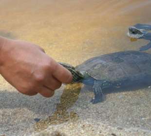 Wasserschildkröten sind Feinschmecker