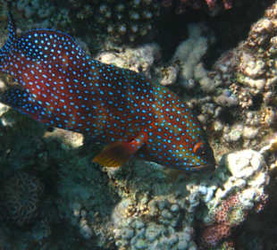 Farbenfrohe Unterwasserwelt