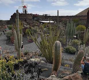 Kakteengarten