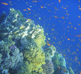 Hausriff vom Hotel Sea Garden Resort