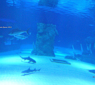 Aquarium-Tunnelgang 131m lang