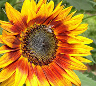 Impressionen aus dem Botanischen Garten Düsseldorf