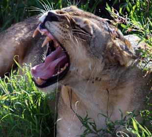 Löwin 2 m neben dem Auto