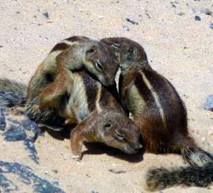 Am Strand von Costa Calma