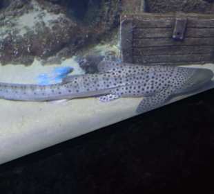 National Aquarium Malta