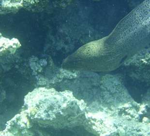 Muräne ca.1,5-1,8m lang