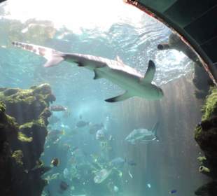 Im Aquarium unterwegs