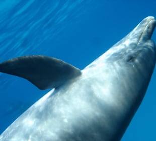 Schwimmen mit Delfinen