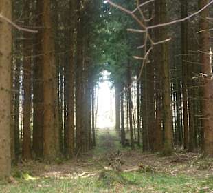 Waldschneise am Sachsenring