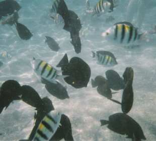 Schnorcheln in Sharm el Naga