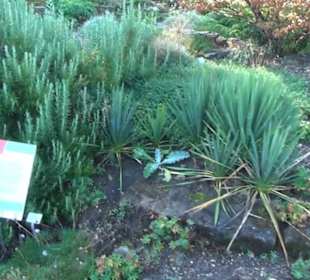 Steingarten - Berggarten