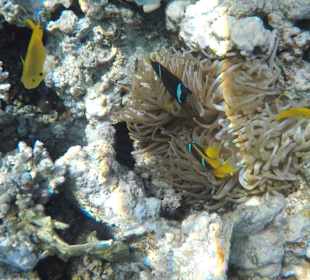 Schnorcheln Makadi Bay