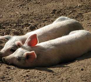 In den Gärten Jardins de Alfabia