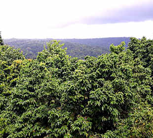 Parque Natural Obô do Príncipe