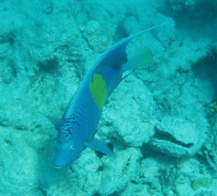 Arabischer Kaiserfisch