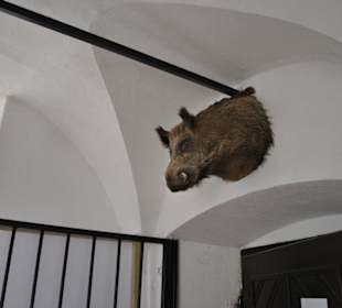 Dzik witający gości.