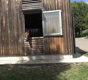 Haupt- und Landgestüt Marbach