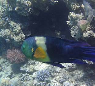 Schnorcheln am Hotelstrand