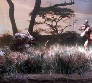 Gondwana - Das Praehistorium