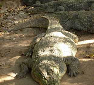 Kachikally Krokodil Park