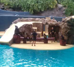 Pokaz lwów morskich