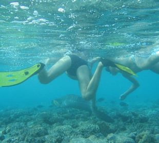 Moräne auf dem Riff in 1 m Wassertiefe