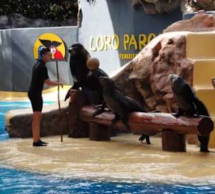 Loro Parque 11/2016