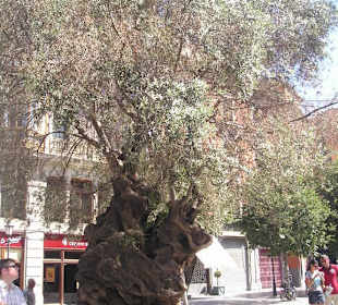 Arbol