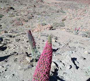 Wandern Puerto de la Cruz
