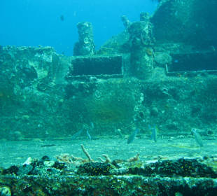 Bewachsen - Wrack Veronica L./Grenada