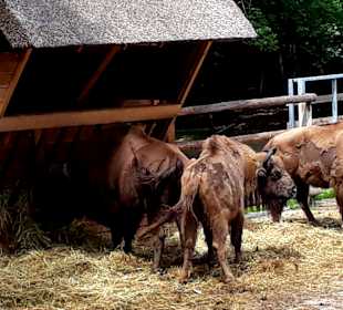 Wisentreservat