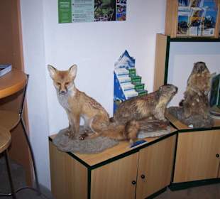 Muzeum Haus Alpine Naturschau