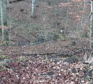 Ochsenweiher Rundweg