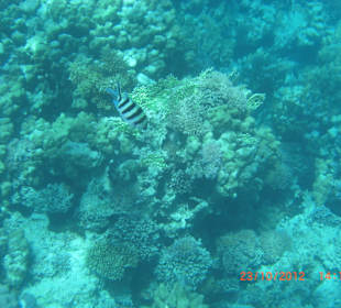 Подводный мир возле отеля