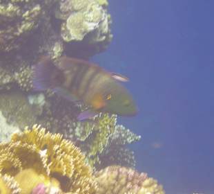 Besenschwanz Lippfisch