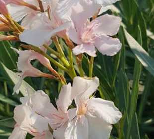 Blumenpracht am Zenith