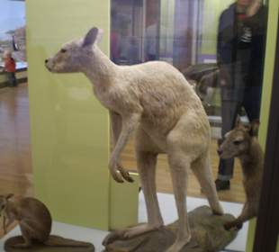 Zoologisches Forschungsmuseum Alexander Koenig