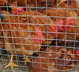 Rundgang durch den oberen Teil der Markthalle