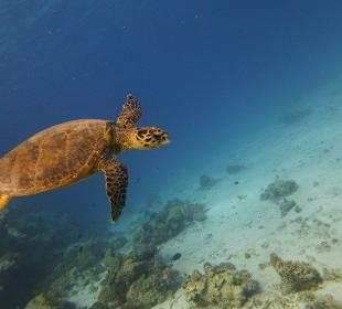 Delfin Ausflug mit Mo