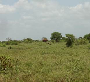 Tsavo Ost