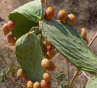 Buggy Super Pirata Tour Sep 2012