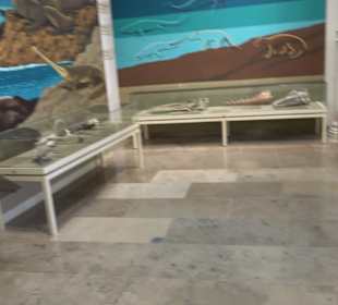 Staatliches Naturkunde Museum