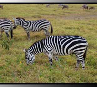 Zebras