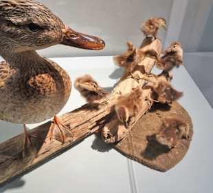 Naturwissenschaftliches Museum