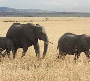 Elefanten - ganz nah