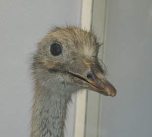 Bilder aus der Vogelwelt